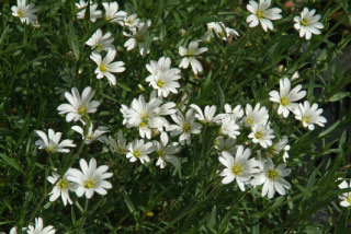 Cerastium arvenseAkkerhoornbloem bestellen